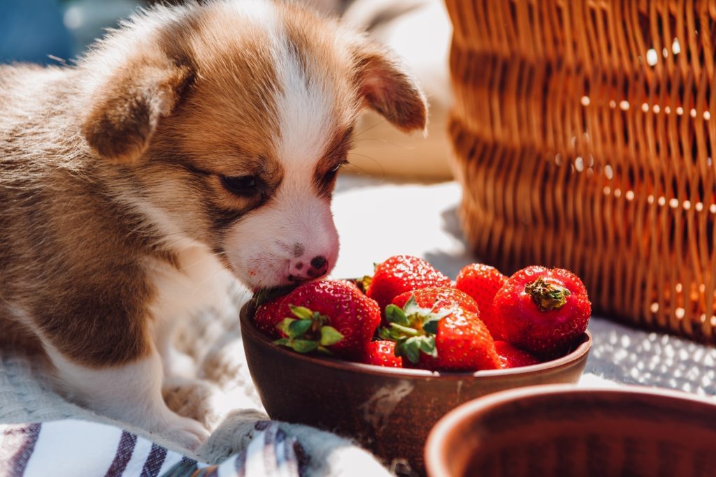 Are Freeze Dried Strawberries Good for Dogs