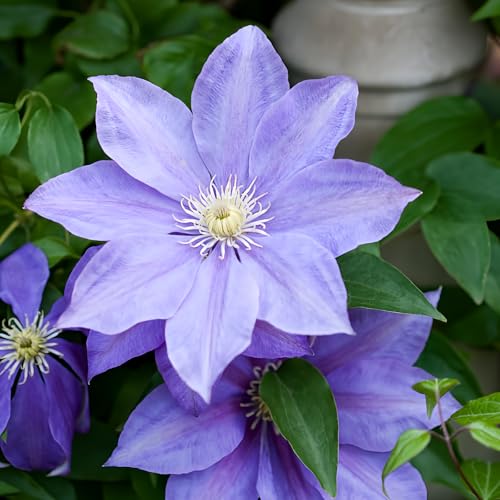 Best Clematis for Pots
