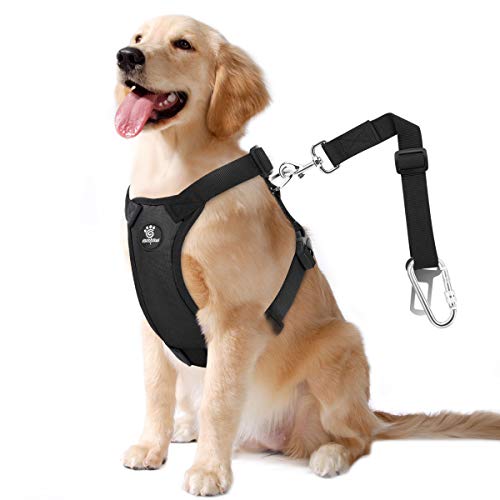 Best Dog Harness Seat Belt