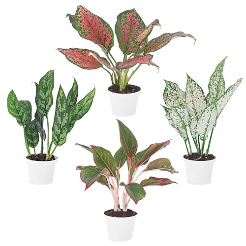 Best Evergreens for Pots