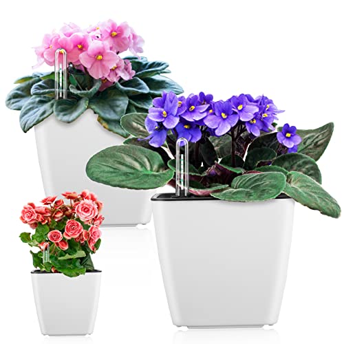 Best Flower Pots for African Violets