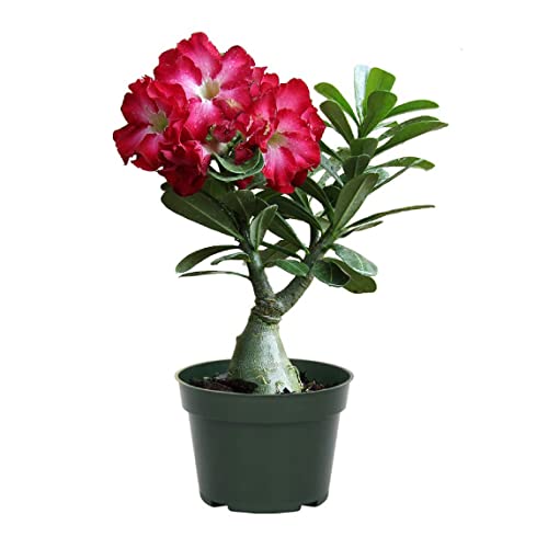 Best Flowering Potted Plants
