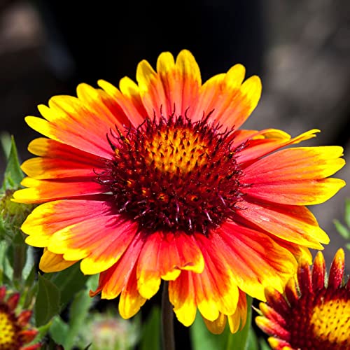 Best Flowers for Full Sun Pots