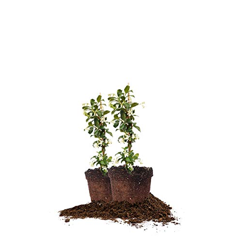 Best Full Sun Plants for Pots