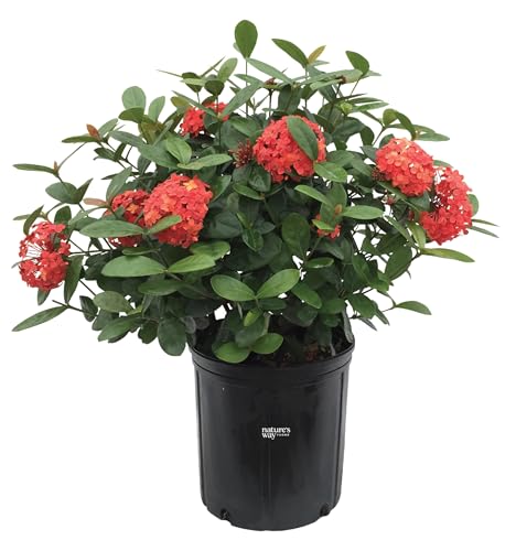 Best Full Sun Potted Plants