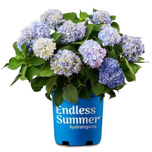 Best Hydrangea for Pots