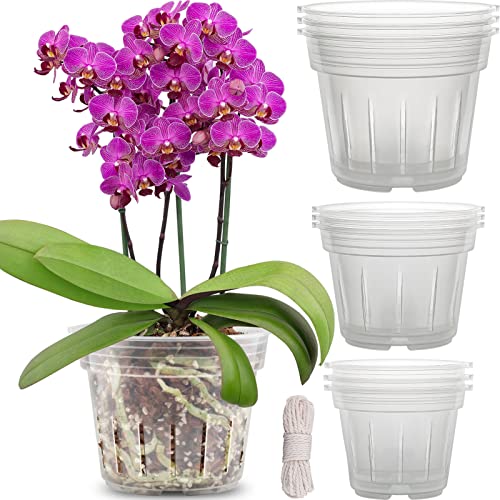 Best Orchid Pots