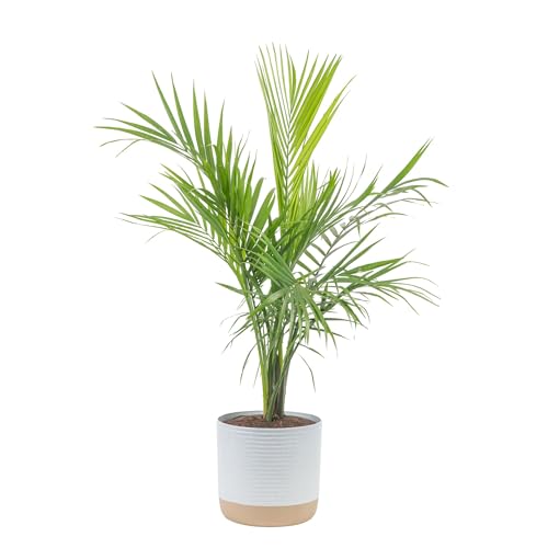 Best Outdoor Potted Plants for Las Vegas