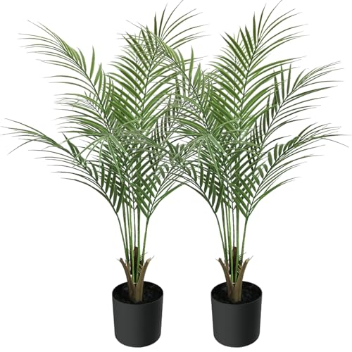 Best Palms for Outdoor Pots