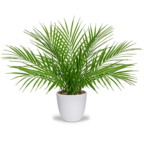 Best Palms for Pots
