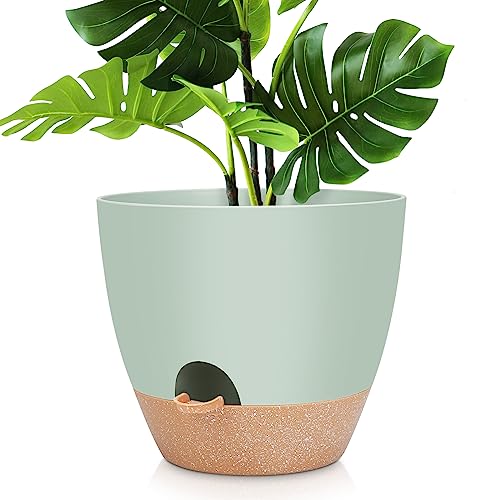 Best Pot for a Lemon Tree