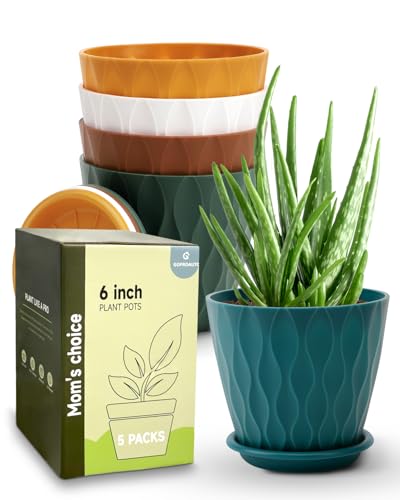 Best Pot for an Aloe Vera Plant