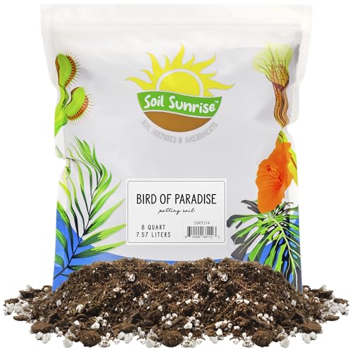 Best Pot for Bird of Paradise