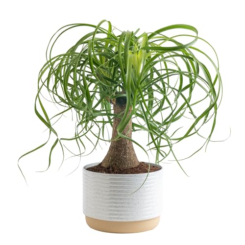 Best Pot for Ponytail Palm