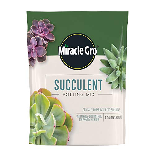 Best Pot for Succulents