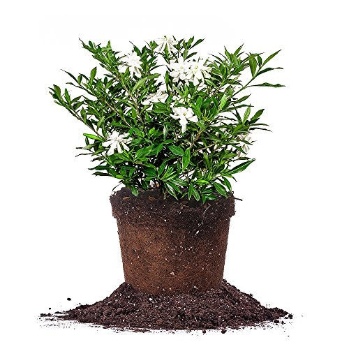 Best Pot Plants for Winter