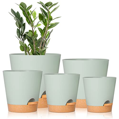 Best Pots for Aloe Plants