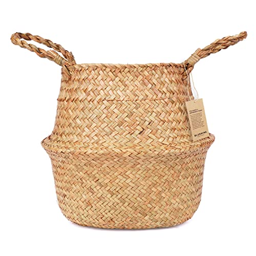 Best Pots for Indoor Trees