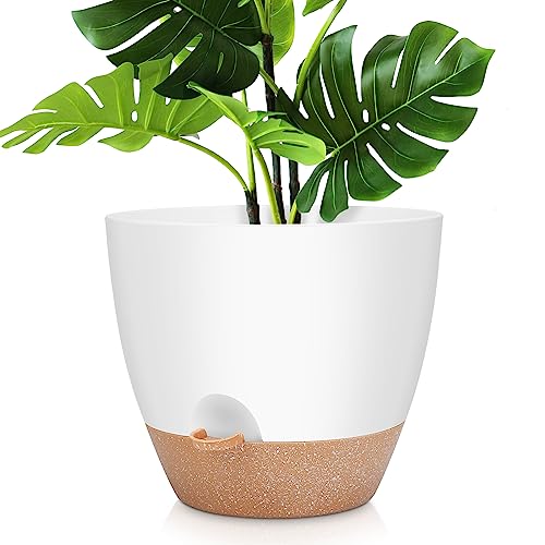 Best Pots for Large Monstera