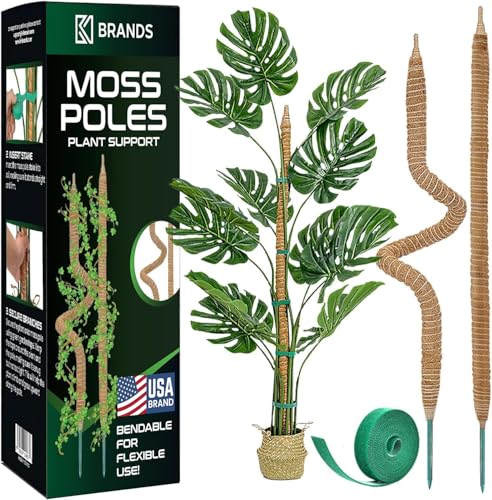 Best Pots for Monstera