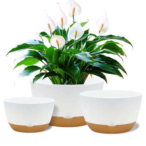 Best Pots for Peace Lily Plants