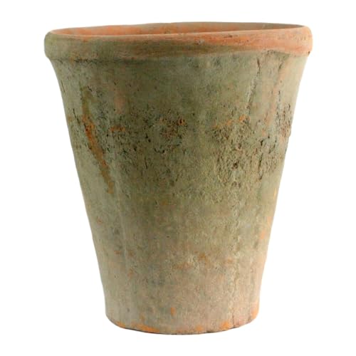 Best Pots for Roses