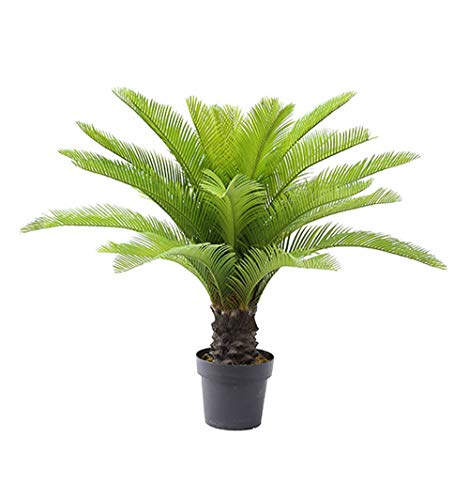 Best Pots for Sago Palms