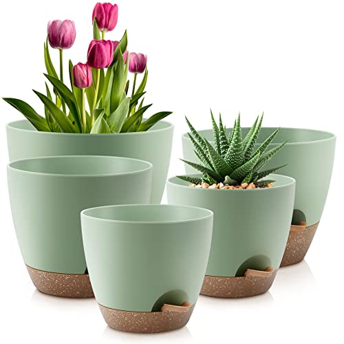 Best Pots for Spider Plants