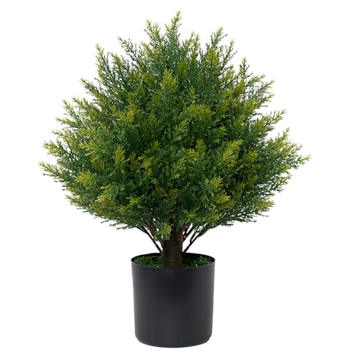Best Potted Outdoor Plants