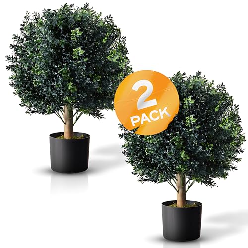 Best Potted Plants for Shaded Porch