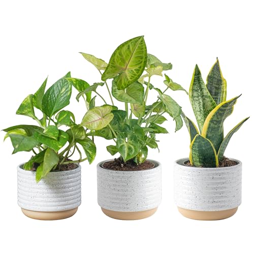 Best Potted Plants