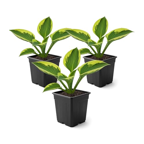 Best Potted Shade Plants