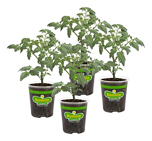 Best Potted Tomatoes