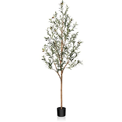 Best Potted Trees