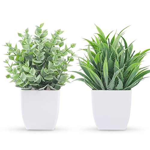 Best Small Potted Plants
