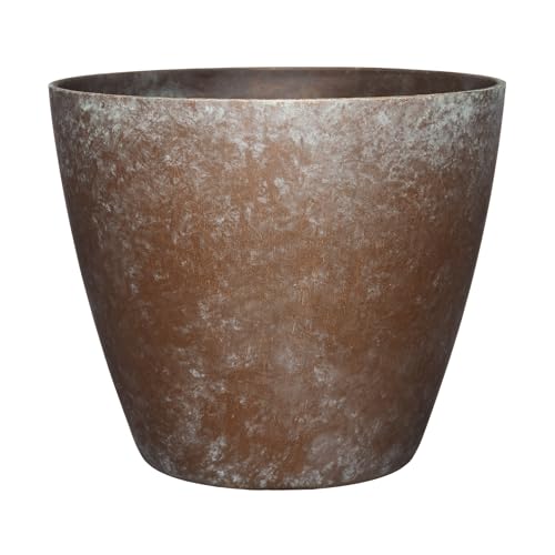 Best Tree for a Pot