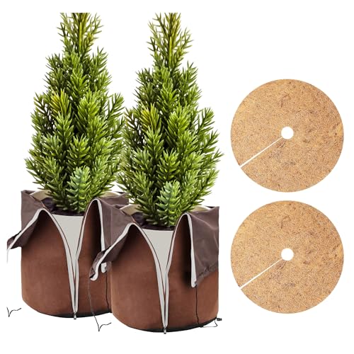 Best Winter Plants for Pots