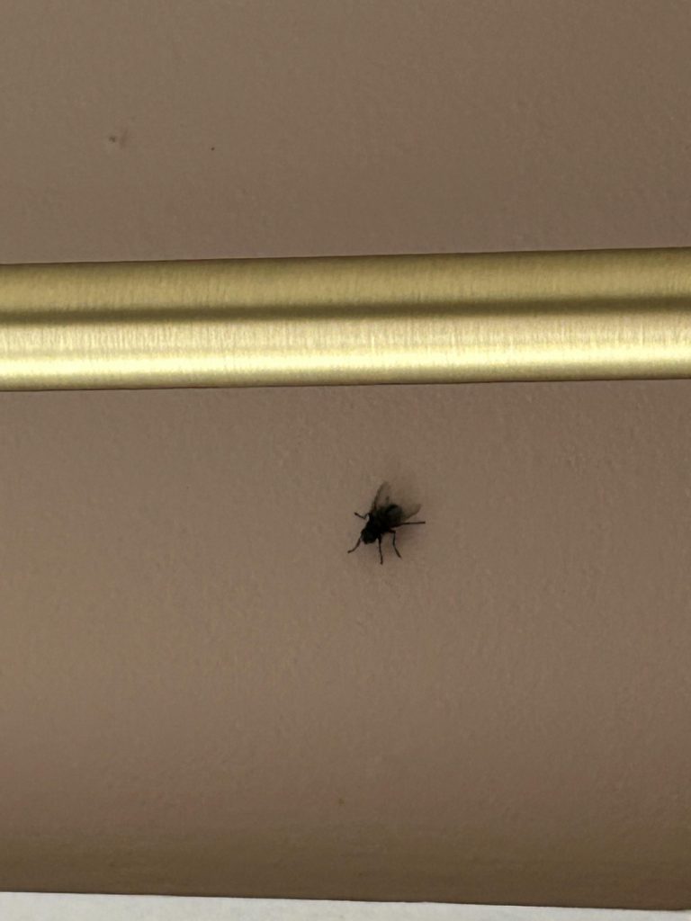 Can Flies Come in Through Air Conditioner