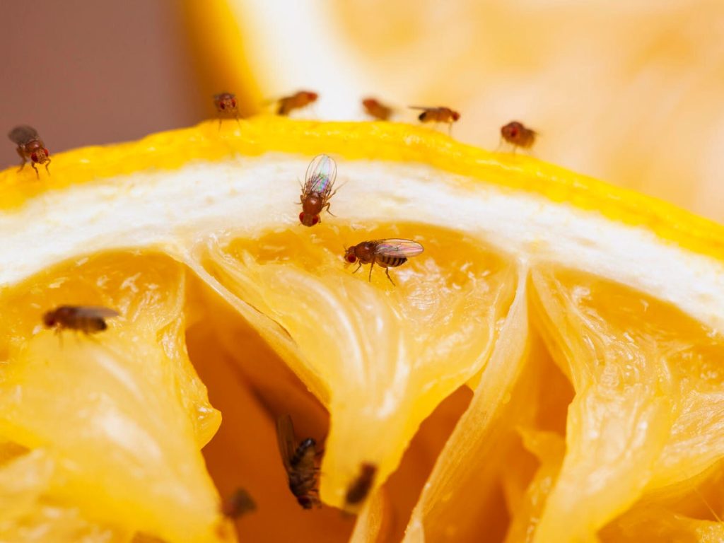 Can Fruit Flies Live in the Refrigerator