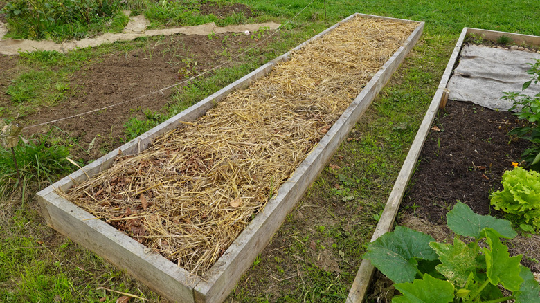 Can I Put Straw in My Raised Garden Bed