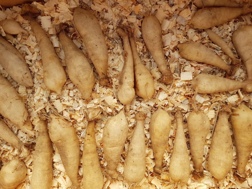 Can I Store Dahlia Tubers in the Refrigerator
