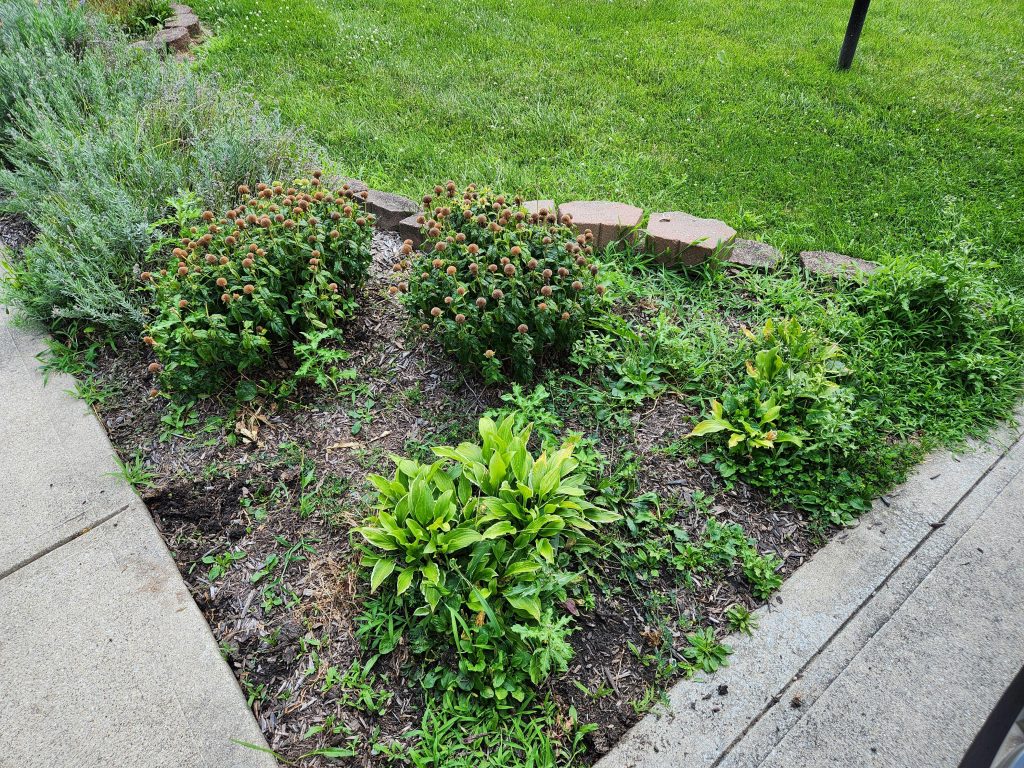 Can Perennials Grow Through Landscape Fabric