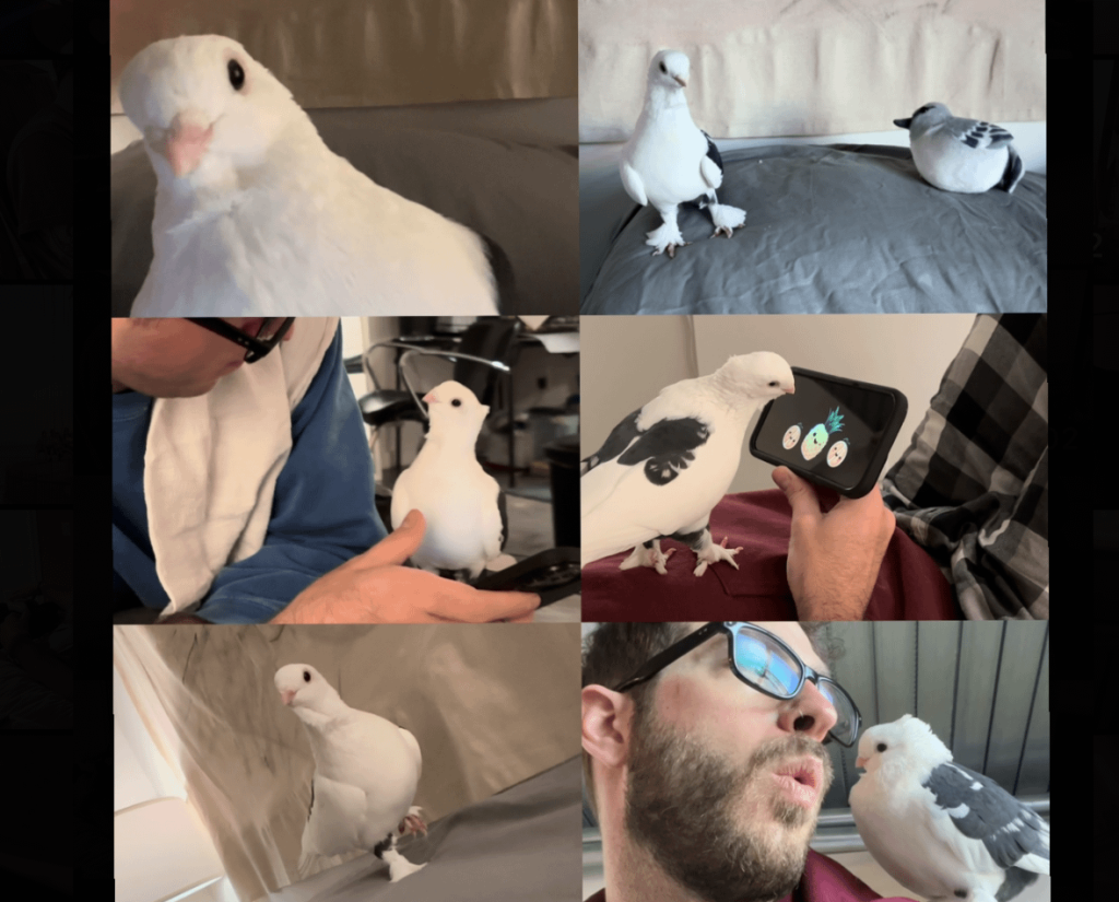 Can Pigeons Freeze to Death