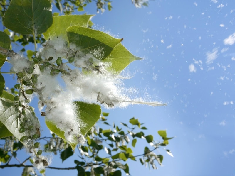 Can Pollen Come Through Air Conditioner