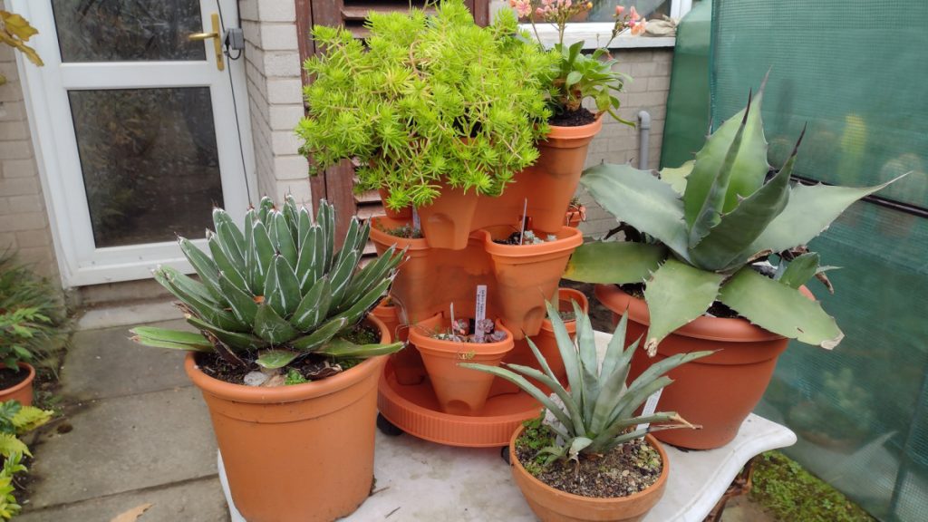 Can Succulents Survive Freezing Temperatures
