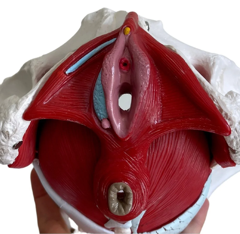 Can You Do Anal Postpartum