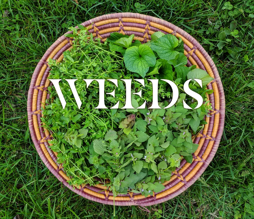 Can You Freeze Dandelion Greens