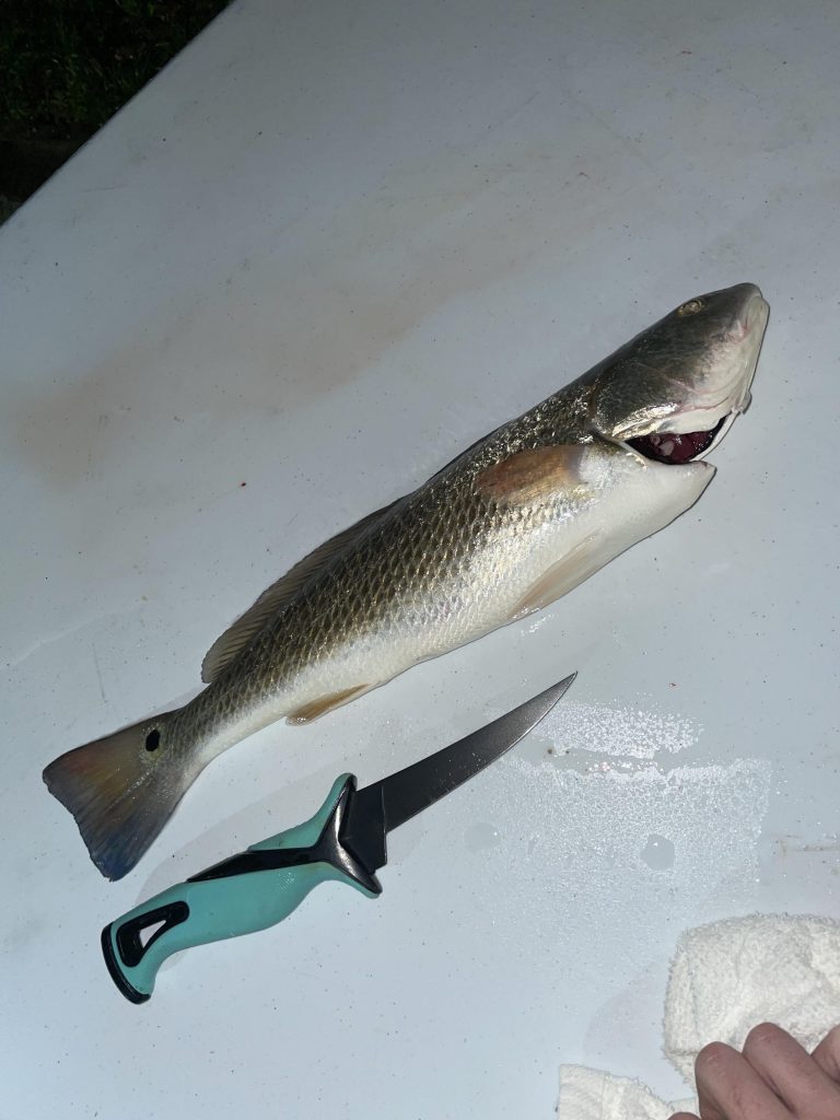 Can You Freeze Fish before Cleaning