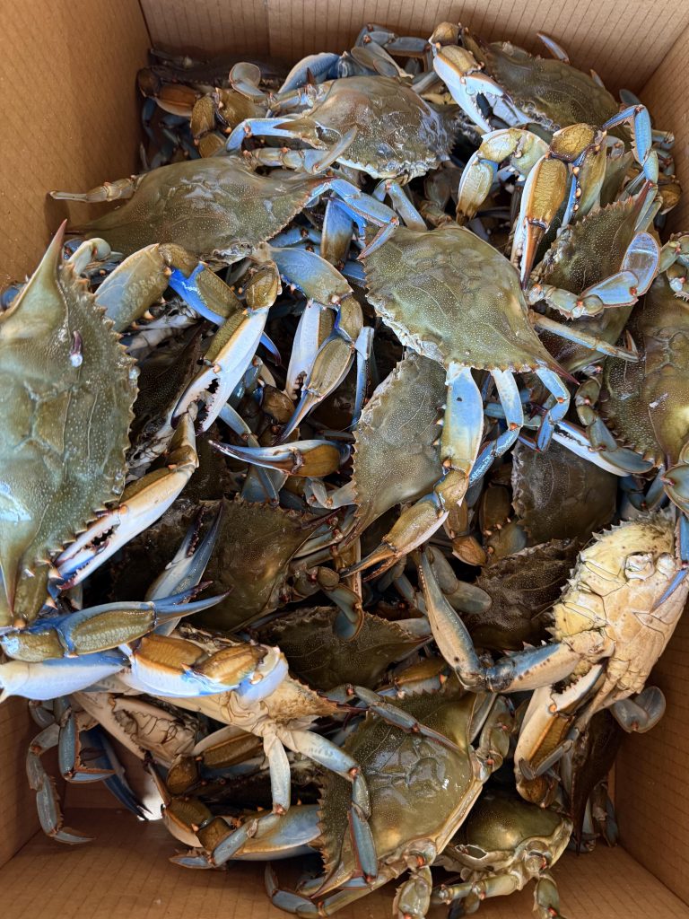 Can You Freeze Live Blue Crabs