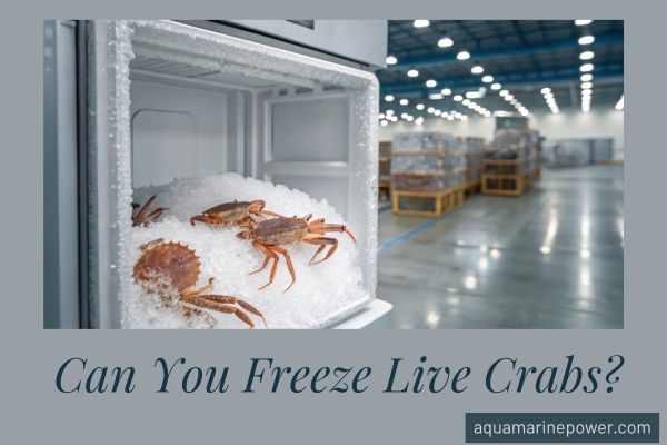 Can You Freeze Live Crabs: Essential Tips for Freshness Preservation